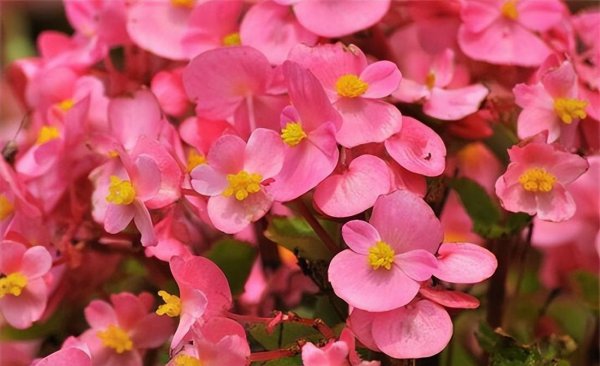 冬天十种最美的花名字