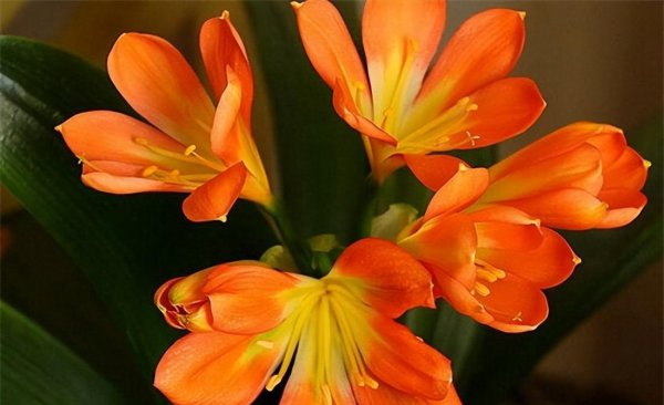 冬天十种最美的花名字