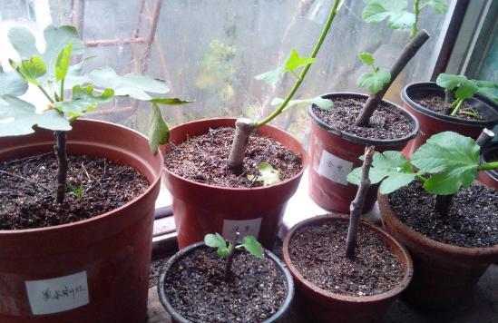 无花果枝条可以直接插土里吗