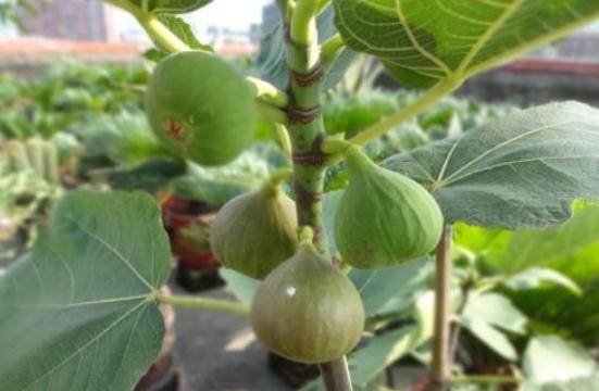 无花果枝条可以直接插土里吗