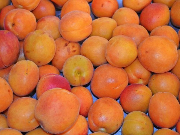 六月份什么水果是最当季的