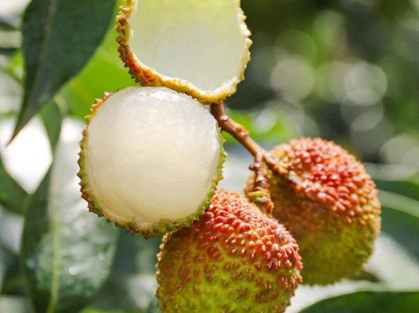 六月份什么水果是最当季的