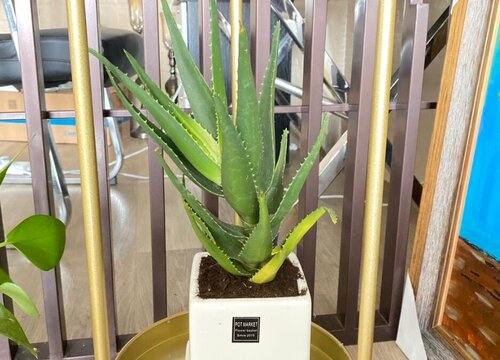 要想把芦荟养爆盆需要哪些技巧