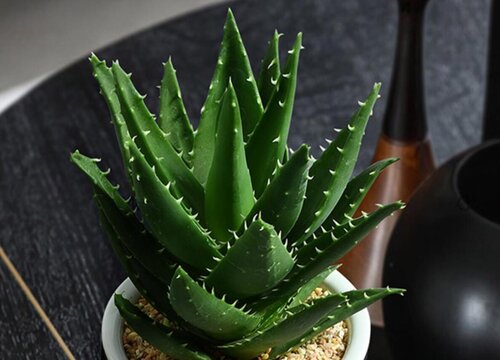 要想把芦荟养爆盆需要哪些技巧