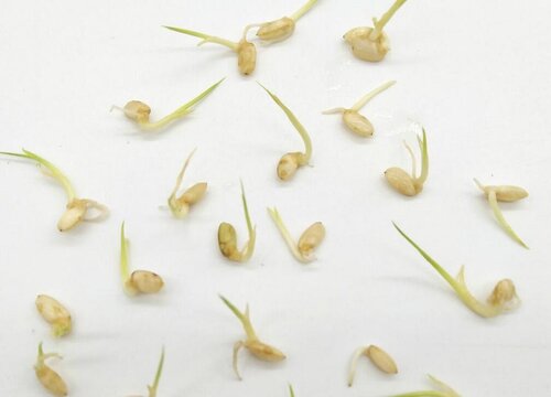 糙米怎么发芽快