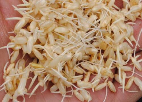 糙米怎么发芽快