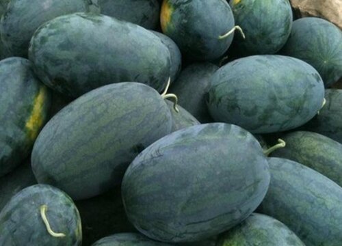 最畅销的西瓜品种