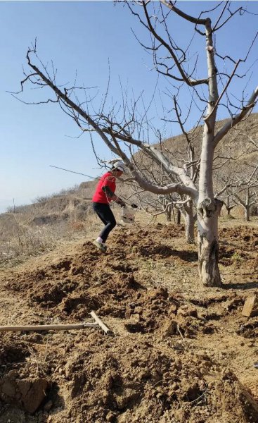给苹果树施肥应多远挖多深沟