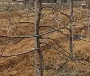 给苹果树施肥应多远挖多深沟