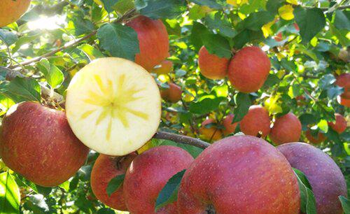 给苹果树施肥应多远挖多深沟