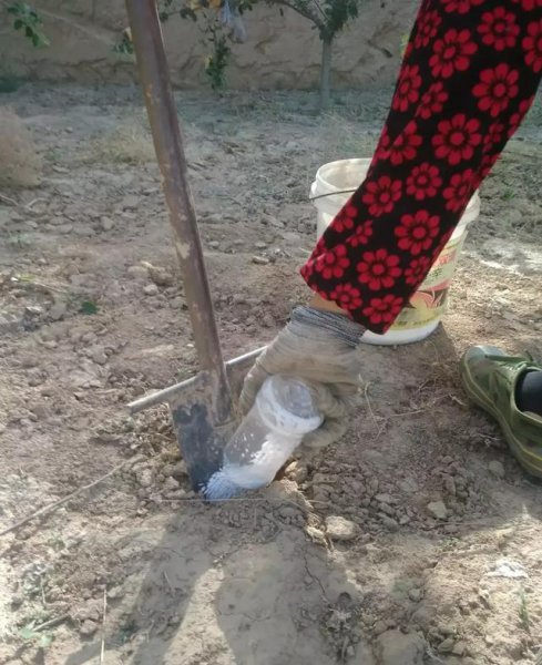 给苹果树施肥应多远挖多深沟
