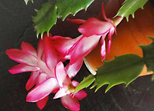 蟹爪兰花后管理方法