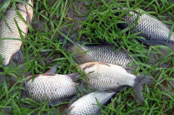 水库钓鱼技巧都有什么