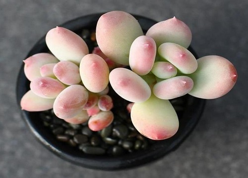 多肉美人系列有哪些品种