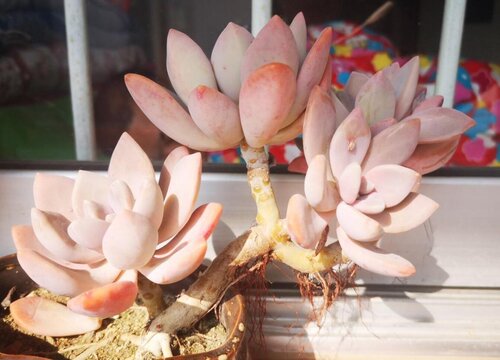 多肉美人系列有哪些品种