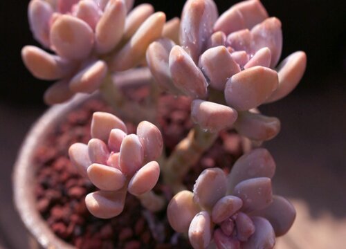 多肉美人系列有哪些品种