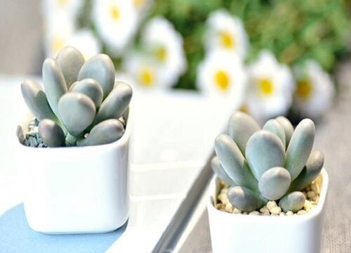 多肉美人系列有哪些品种