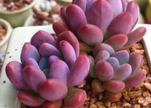 多肉美人系列有哪些品种