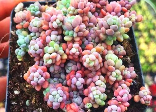 多肉美人系列有哪些品种