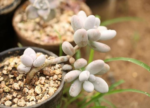 多肉美人系列有哪些品种