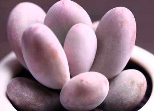 多肉美人系列有哪些品种