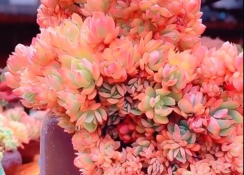 多肉美人系列有哪些品种