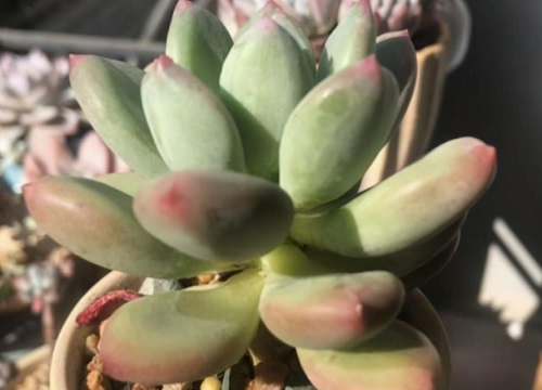 多肉美人系列有哪些品种