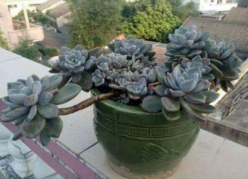 多肉美人系列有哪些品种