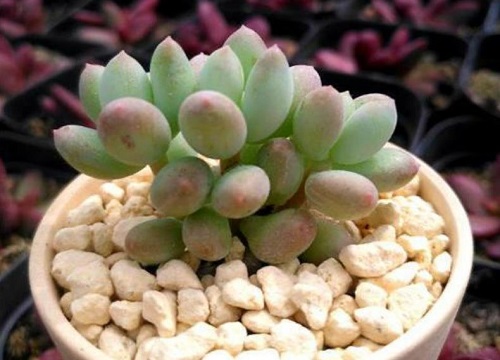 多肉美人系列有哪些品种