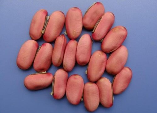 刀豆的功效与作用及食用方法