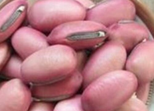 刀豆的功效与作用及食用方法