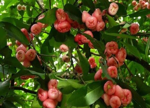 莲雾种植技术与管理