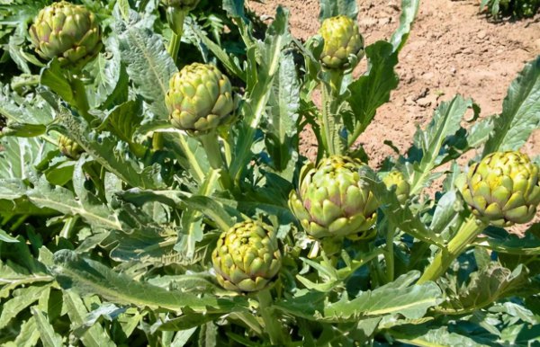 洋蓟是什么东西介绍