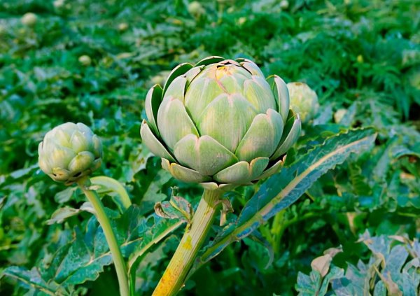 洋蓟是什么东西介绍