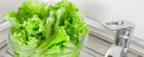 生菜种子需要泡水吗