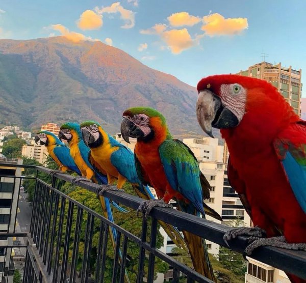 委内瑞拉属于哪个洲的国家