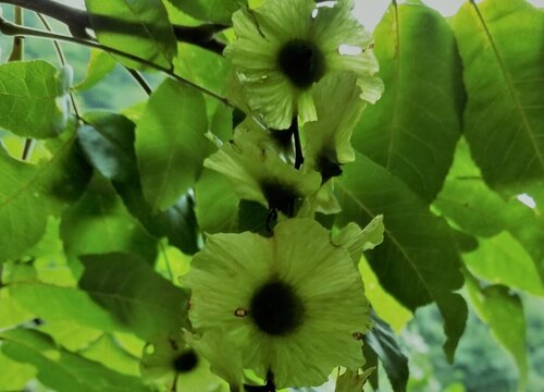 青钱柳的生长周期是多长时间