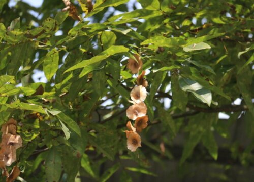 青钱柳的生长周期是多长时间