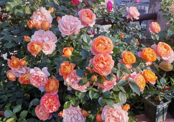 果汁阳台月季优缺点