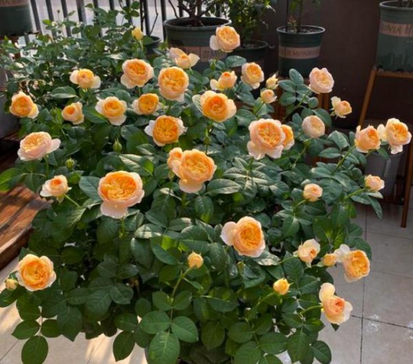 果汁阳台月季优缺点