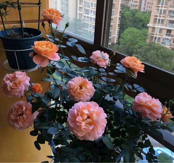 果汁阳台月季优缺点