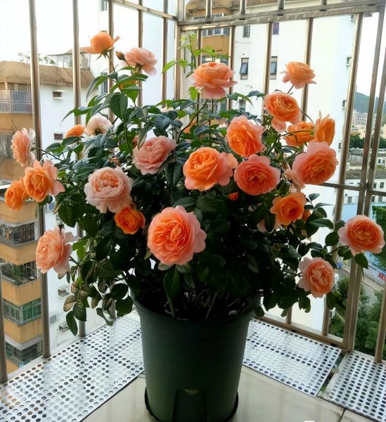 果汁阳台月季优缺点