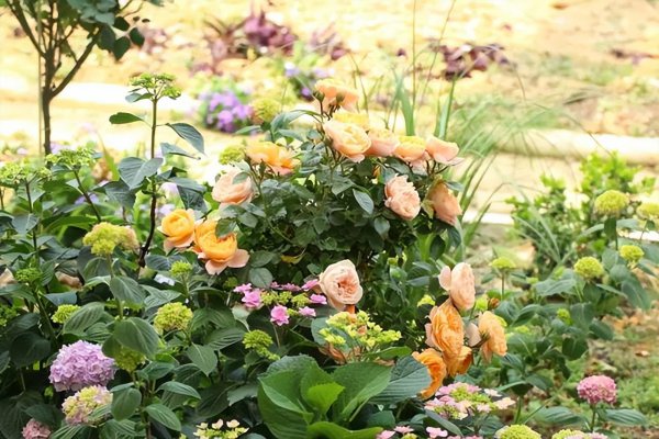 果汁阳台月季优缺点