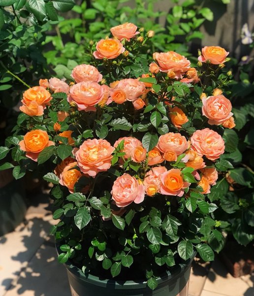 果汁阳台月季优缺点