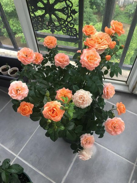 果汁阳台月季优缺点