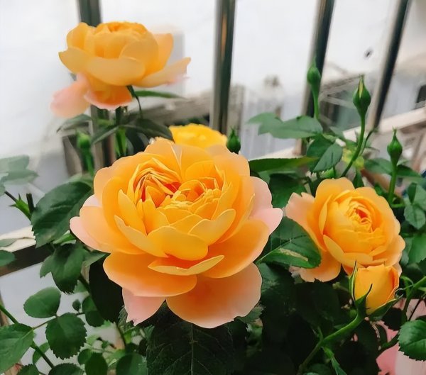 果汁阳台月季优缺点