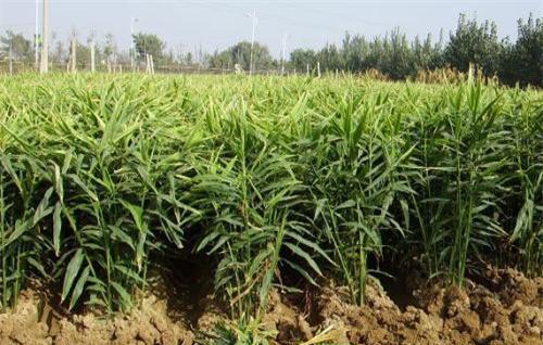 生姜老是死苗是什么原因