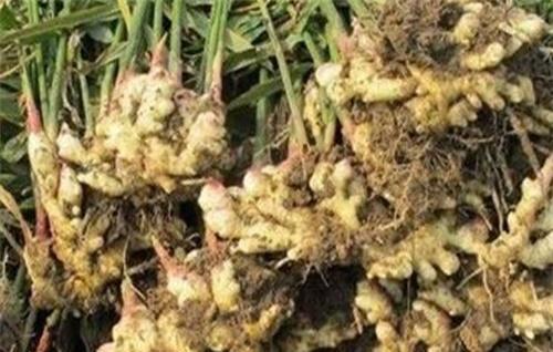 生姜老是死苗是什么原因