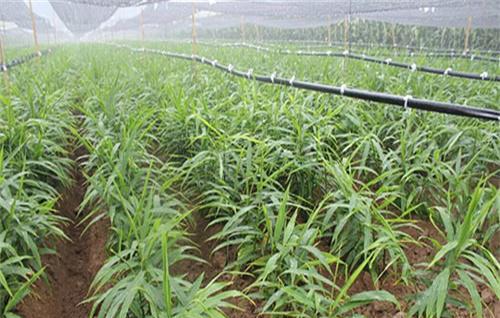 生姜老是死苗是什么原因