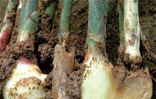 生姜老是死苗是什么原因